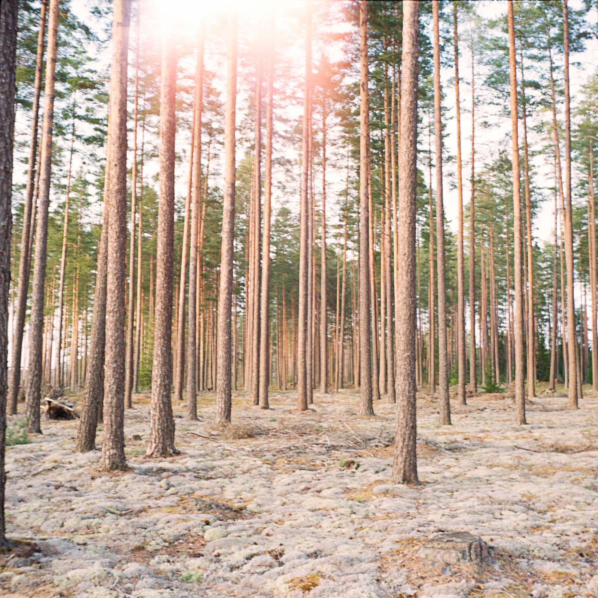 Träd i skogen